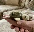 Turtles Amigurumi Pattern step 3 - details and accessories