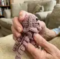 Ragdoll Pocket Jellyfish Amigurumi Pattern step 2 - assembly progress