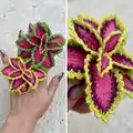 Watermelon Coleus Pattern step 3 - details and accessories
