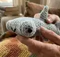 Hammerhead Shark Friend Amigurumi Pattern step 2 - assembly progress